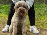 Chien Lagotto Romagnolo LOF (étalon reproducteur) à vendre