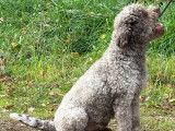 Chien Lagotto Romagnolo LOF (étalon reproducteur) à vendre