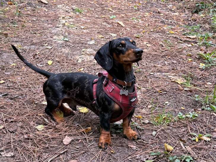 Magnifique Teckel arlequin nain à poil ras disponible pour saillie