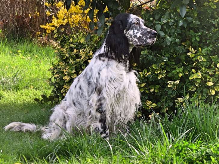 Femelle Setter Anglais retraitée d'élevage à vendre