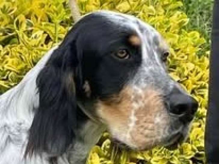 Jeune mâle Setter Anglais tricolore LOF à vendre