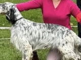 Jeune mâle Setter Anglais tricolore LOF à vendre