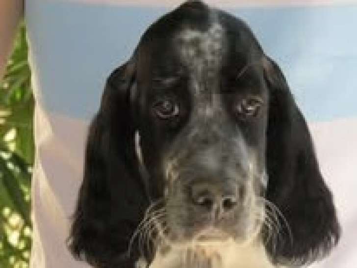 Astérix, chiot Setter Anglais de 4 mois à vendre