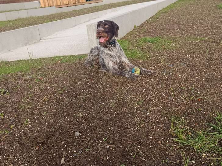 Mâle Drahthaar disponible pour saillie