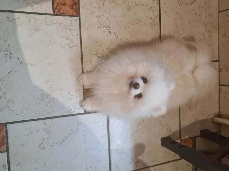 Mâle Spitz Nain blanc disponible pour saillie