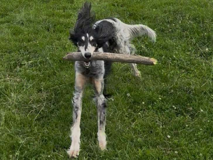 Chienne Saluki à donner