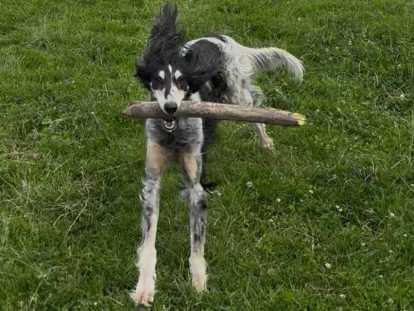 Chienne Saluki à donner