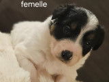 Chiots Border Collie à vendre