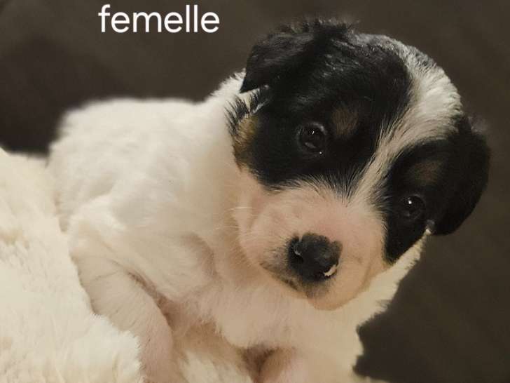 Chiots Border Collie à vendre