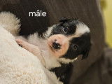 Chiots Border Collie à vendre