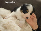Chiots Border Collie à vendre