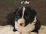 Chiots Border Collie à vendre