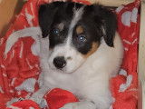 Chiots Border Collie à vendre