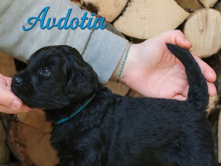 Chiots Terrier Noir Russe LOF à vendre