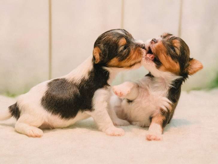 Chiots Biewer Terrier de pure race (LOF) à vendre