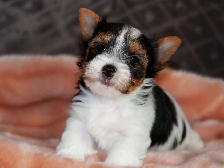 Chiots Biewer Terrier de pure race (LOF) à vendre