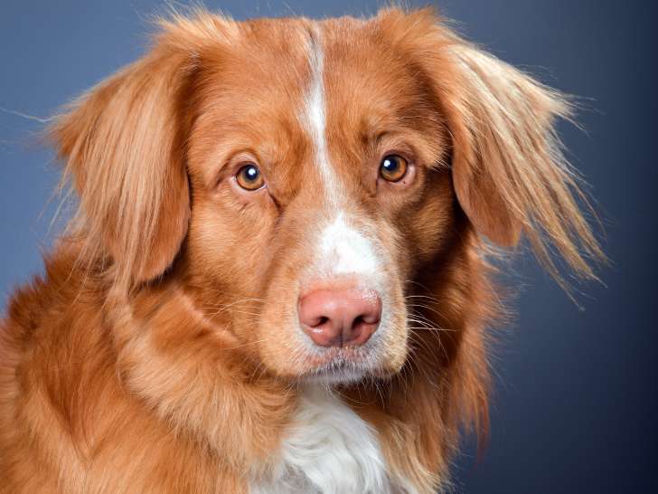 Mâle Retriever de la Nouvelle-Écosse disponible pour saillie