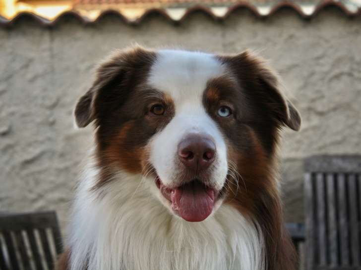 Mâle Berger Australien LOF et confirmé disponible pour saillie