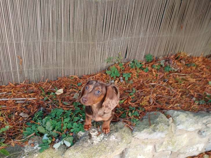 Femelle Teckel kaninchen arlequin chocolat avec pedigree à vendre