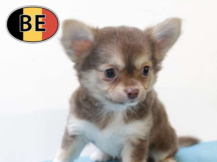 Adorables chiots Chihuahua à vendre