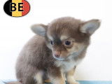 Adorables chiots Chihuahua à vendre