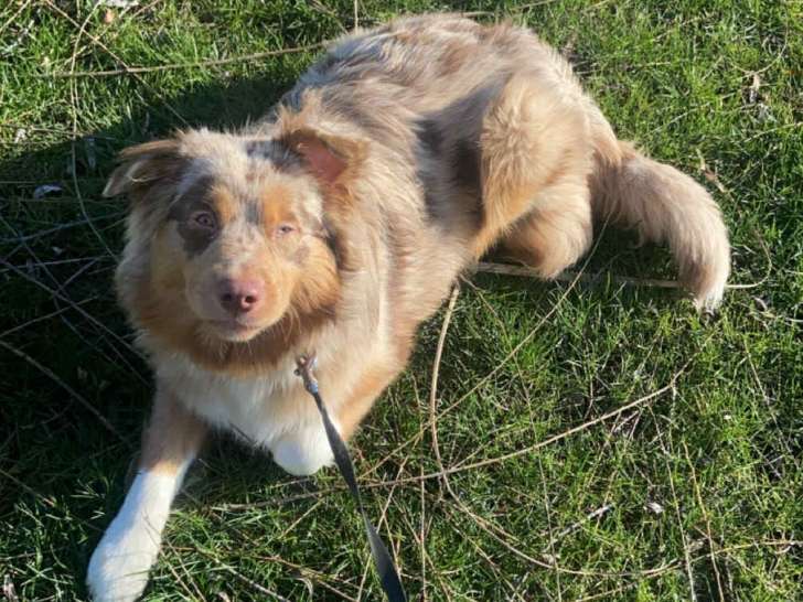 Femelle Berger Australien à donner