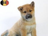 Magnifiques chiots Shiba Inu à vendre