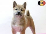 Magnifiques chiots Shiba Inu à vendre