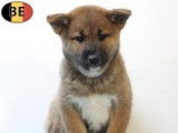 Magnifiques chiots Shiba Inu à vendre