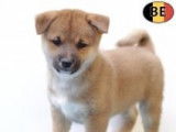 Magnifiques chiots Shiba Inu à vendre