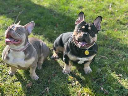 Chiot American Bully pocket à vendre