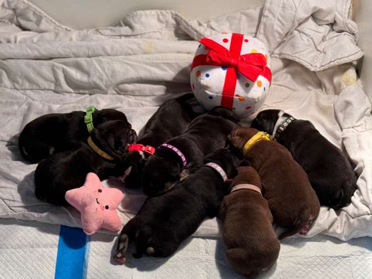 Chiot American Bully pocket à vendre