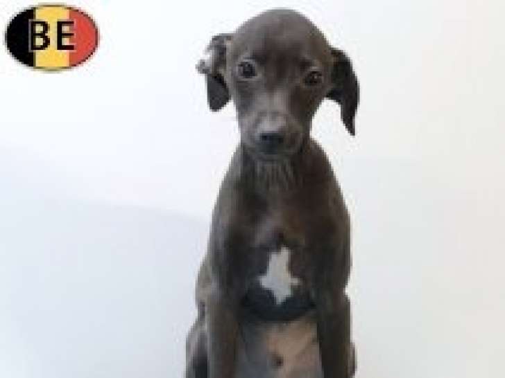 Elégants chiots Petit Levrier Italien à vendre