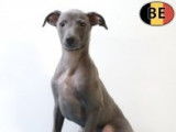 Elégants chiots Petit Levrier Italien à vendre