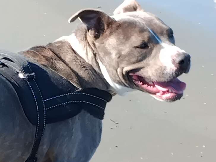 Chienne adulte de type Staffordshire Bull Terrier à donner