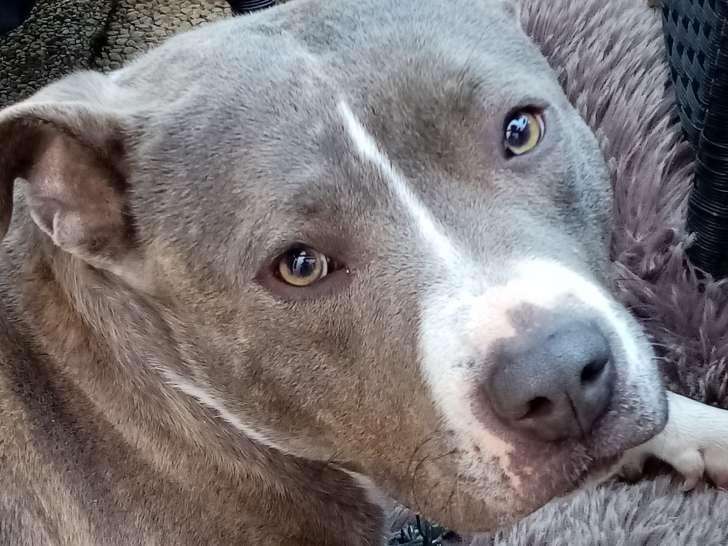 Belle Chienne 2 ans de type Staffordshire Bull Terrier