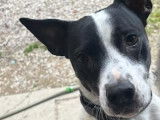 Chienne noir et blanc à donner