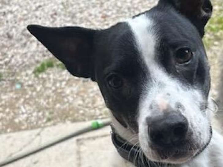 Chienne noir et blanc à donner