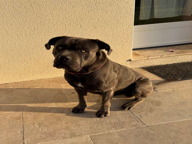 Mâle Cane Corso LOF disponible pour saillie