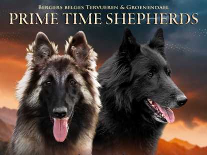 Prime Time Shepherds Top of the Line x Stairway to Heaven du Secret des Masques Noirs