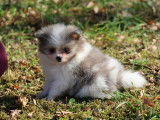 Chiots Pomchi femelles à vendre