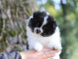 Chiots Pomchi femelles à vendre