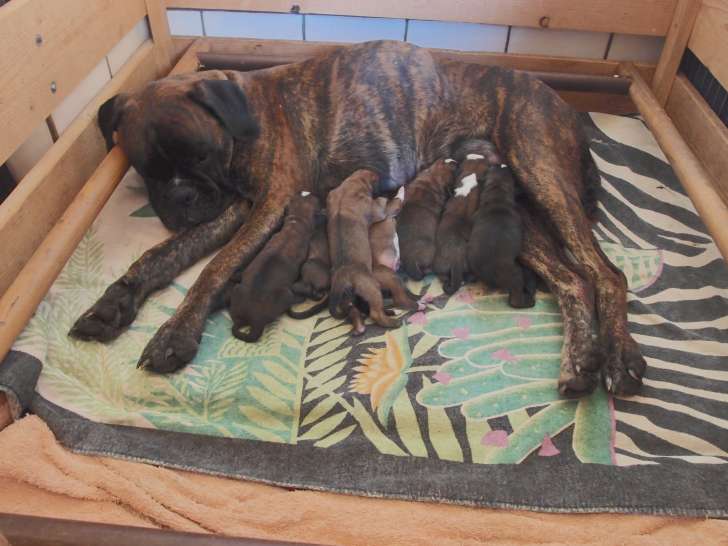 Chiots de race Boxer à vendre (2 femelles & 5 mâles)