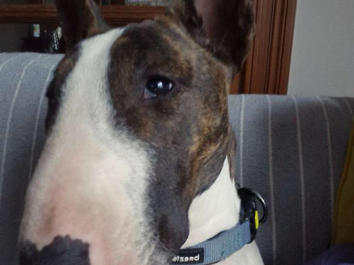Chien adulte de race Bull Terrier à vendre