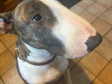 Chien adulte de race Bull Terrier à vendre