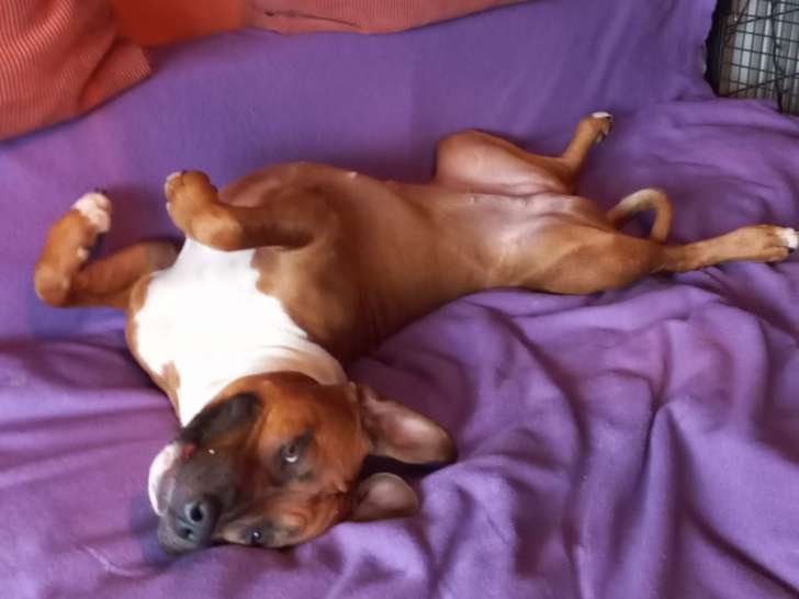 Cherche jeune mâle Amstaff fauve rouge pour saillie