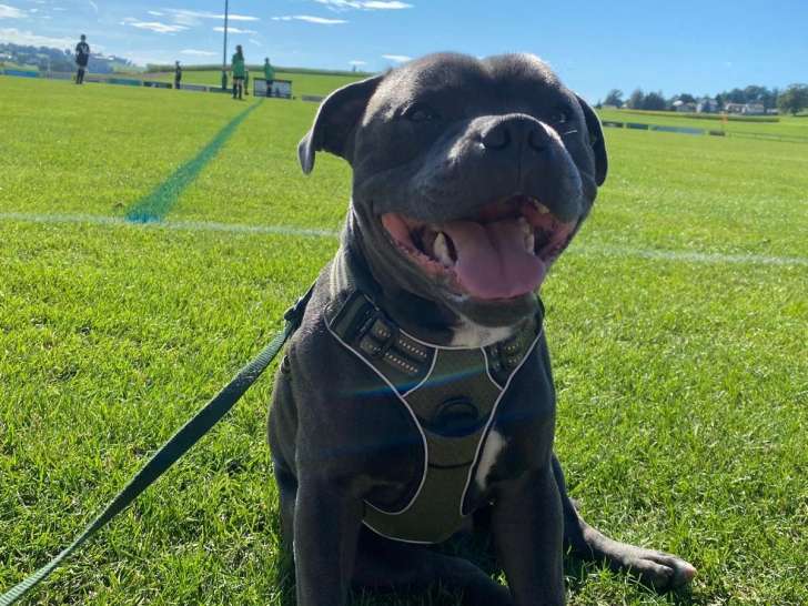 Mâle Staffordshire Bull Terrier pour saillie