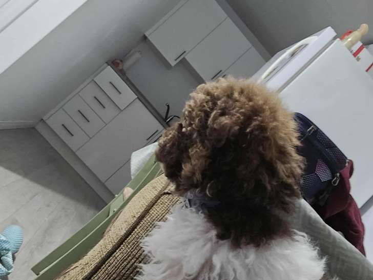 Chiot mâle Caniche croisé Yorkshire à vendre