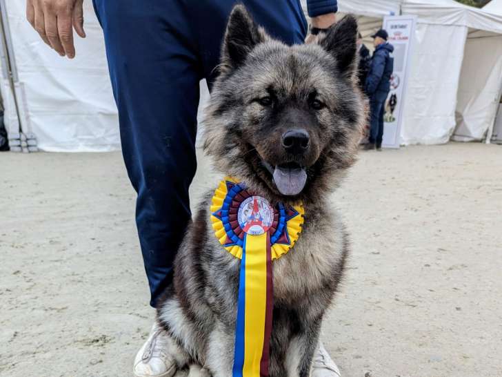 Mâle Eurasier LOF et testé disponible pour saillie