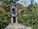Mâle Eurasier LOF et testé disponible pour saillie